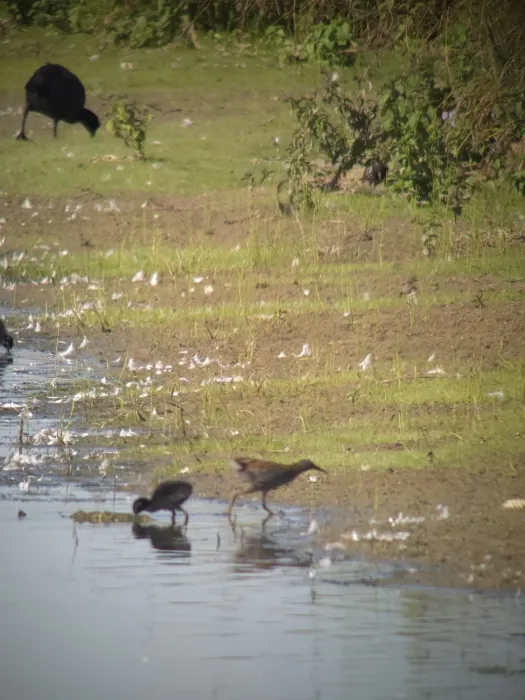 Spotted Water Rail