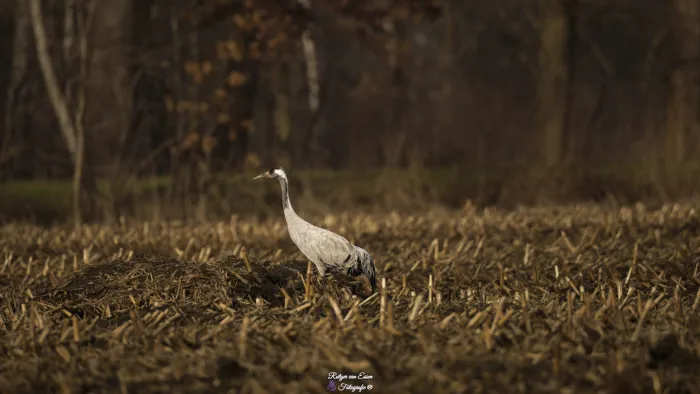 Spotted Common Crane
