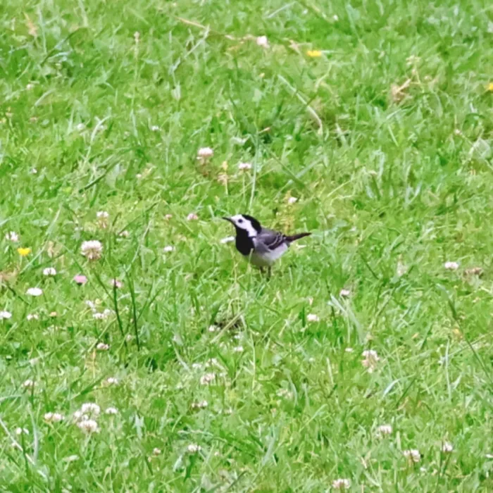 White Wagtail