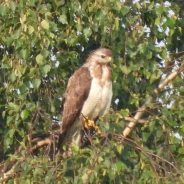 Spotted Common Buzzard