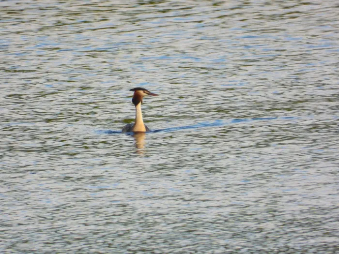 Spotted Great Crested Grebe