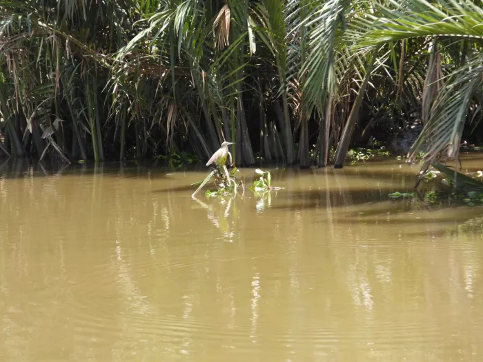 Gespotte Chinese ralreiger