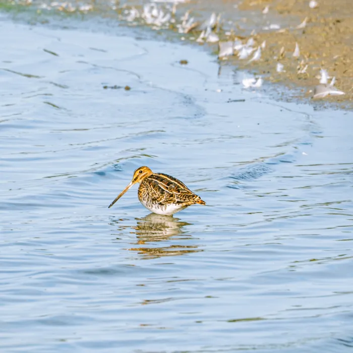 Waargenomen Watersnip
