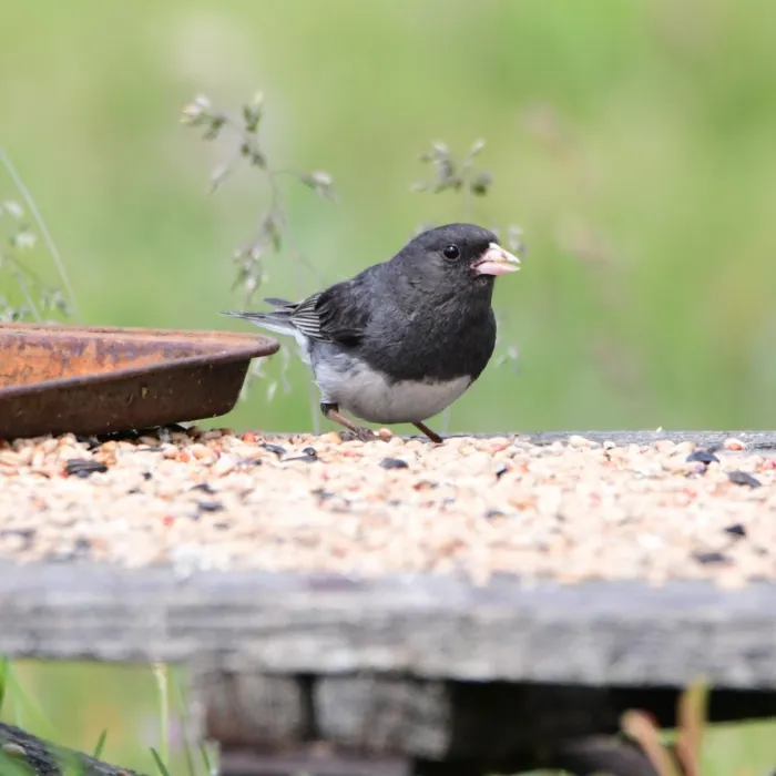 Gespotte Grijze junco