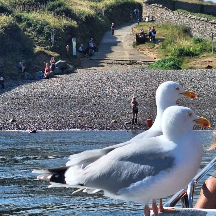 Waargenomen Zilvermeeuw