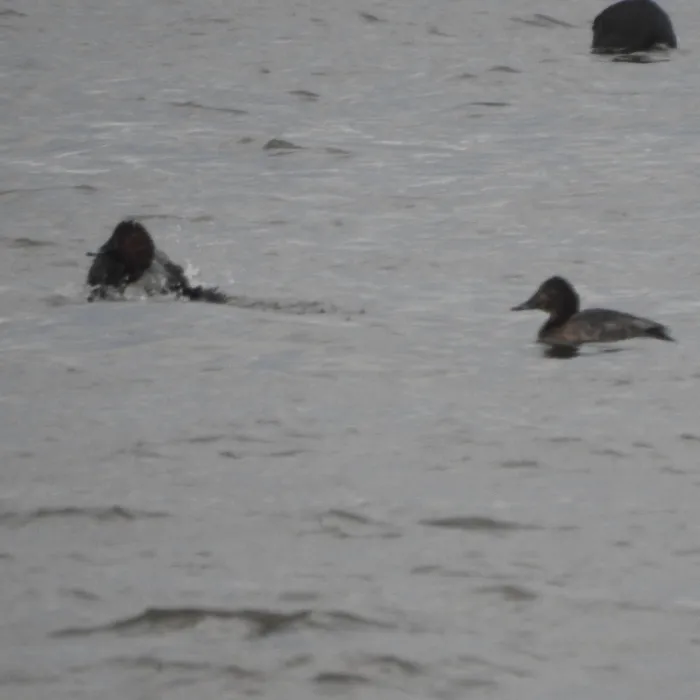 Spotted Common Pochard