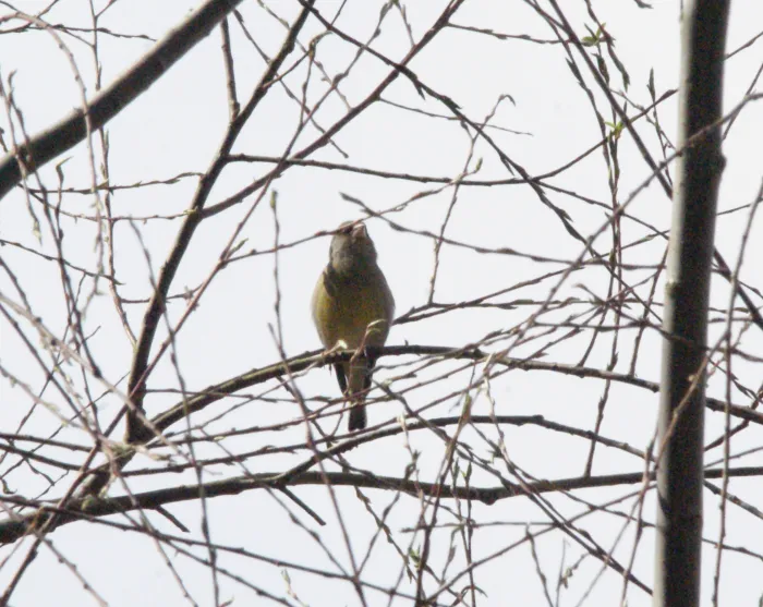 Spotted European Greenfinch
