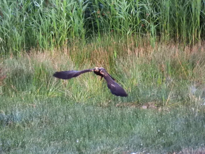 Spotted Western Marsh Harrier