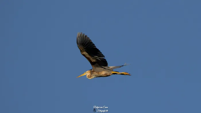 Purperreiger