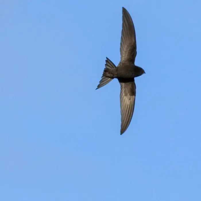 Common Swift