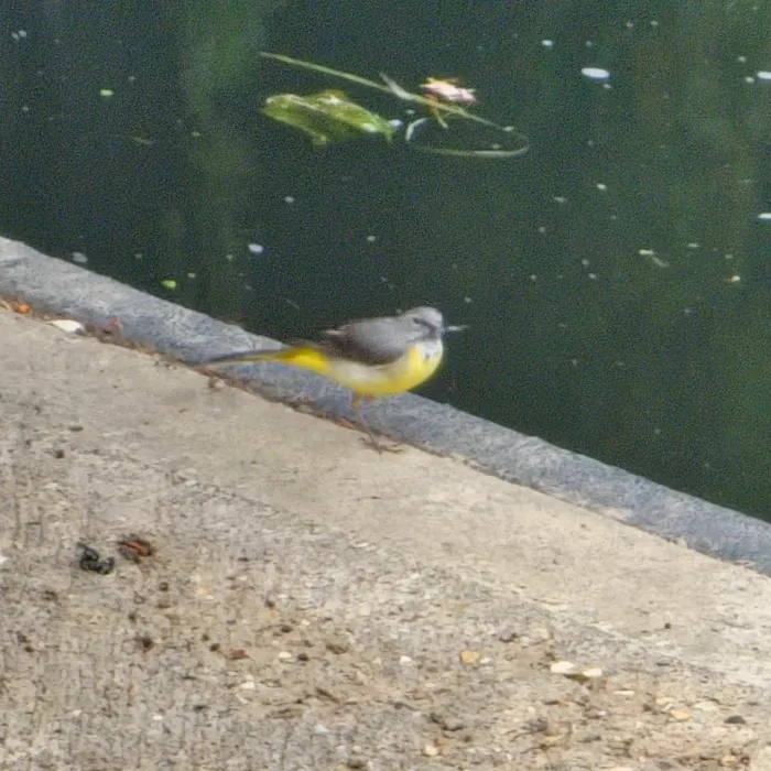 Spotted Gray Wagtail