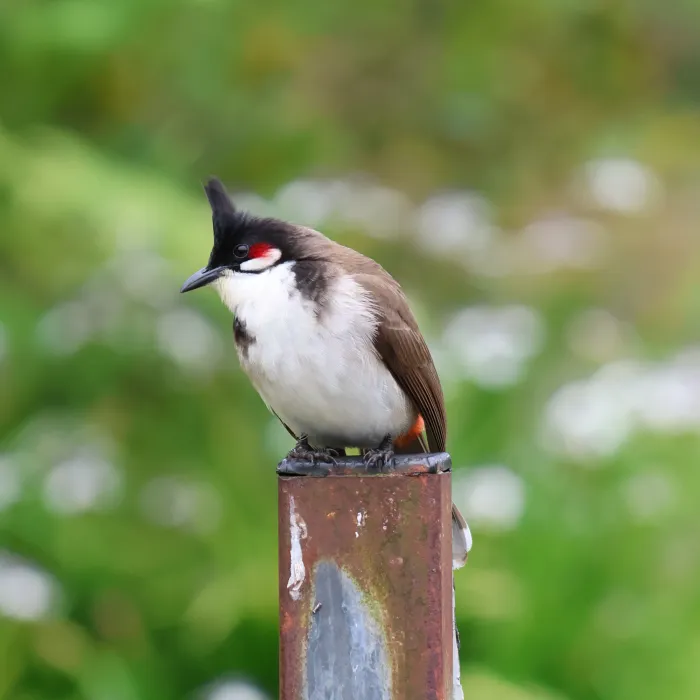 Spotted Red-whiskered Bulbul