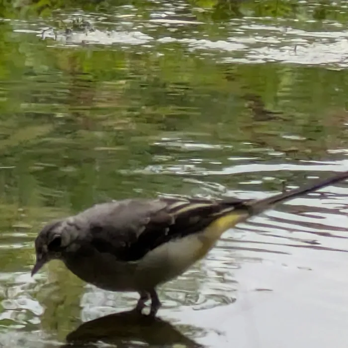 Spotted Gray Wagtail