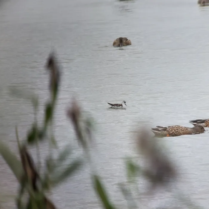 Spotted Red-necked Phalarope