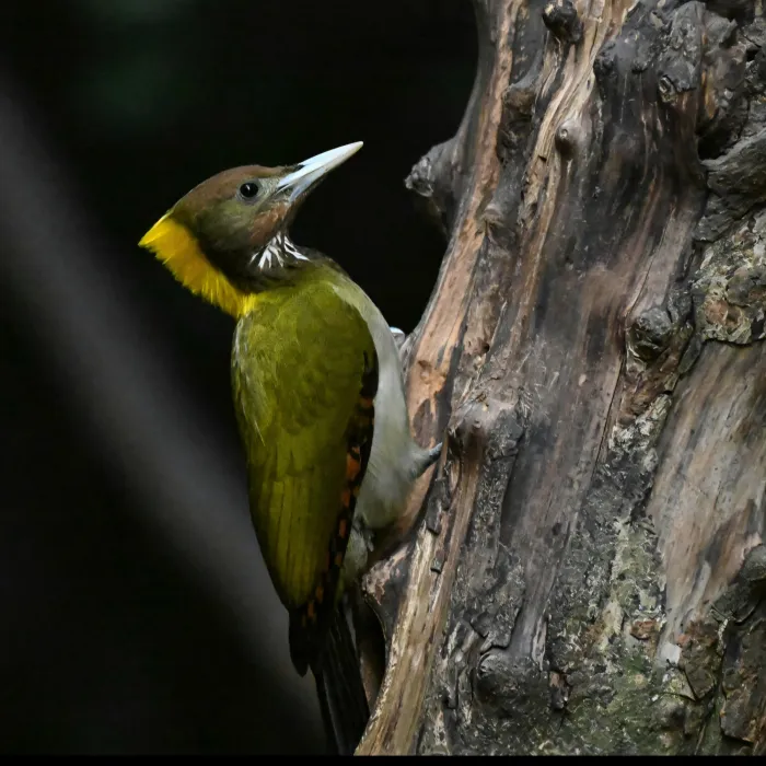 Gespotte Grote geelkuifspecht