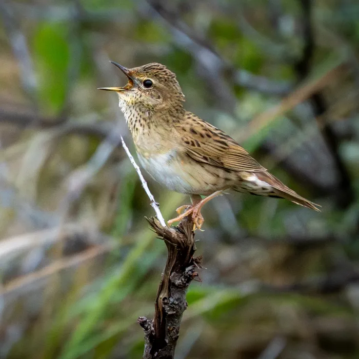 Spotted Common Grasshopper Warbler