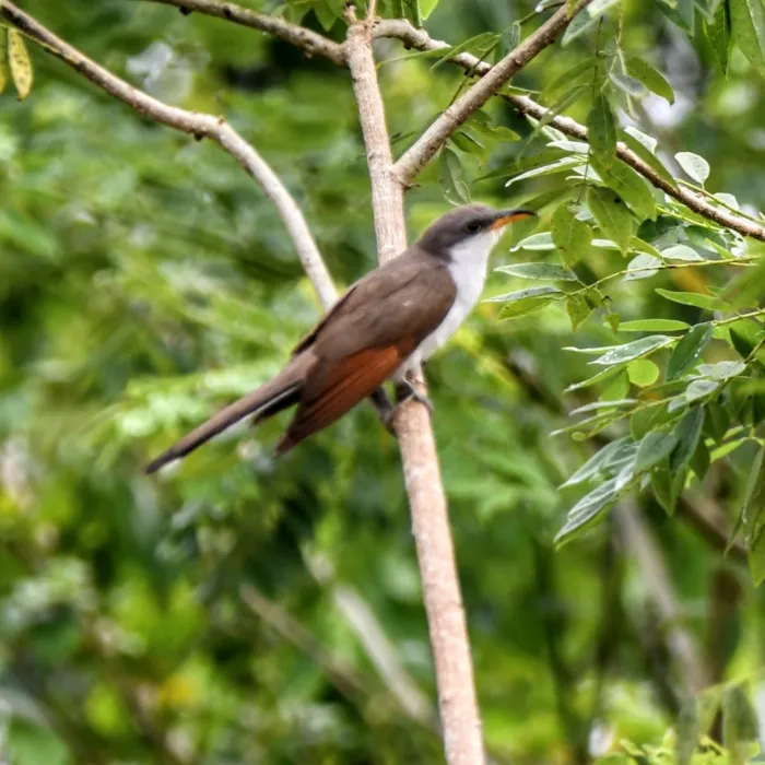 Spotted Yellow-billed Cuckoo