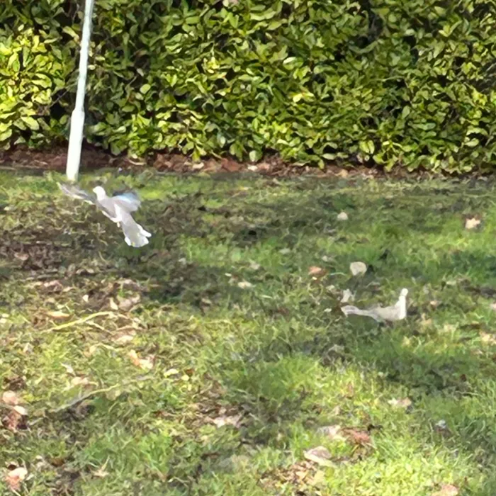 Spotted Eurasian Collared-Dove