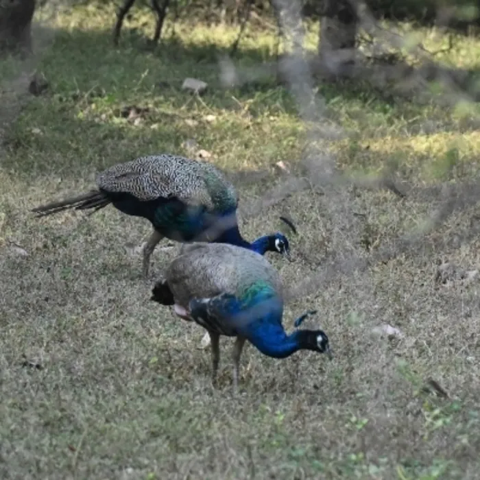 Spotted Indian Peafowl