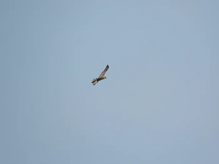 Spotted Common Buzzard