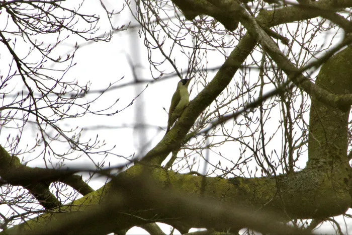 Gespotte Groene specht