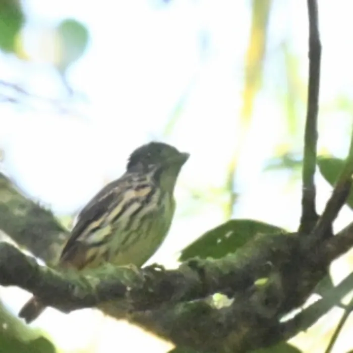 Spotted African Broadbill