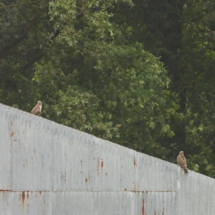 Waargenomen Buizerd