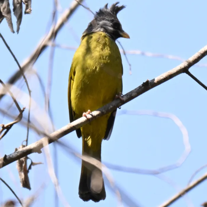 Gespotte Gekuifde vinkbuulbuul