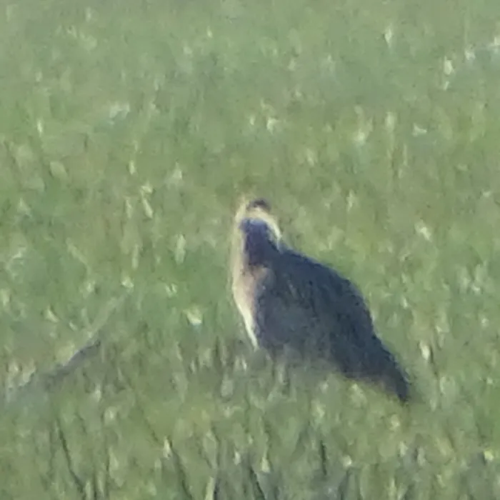 Spotted Eurasian Curlew