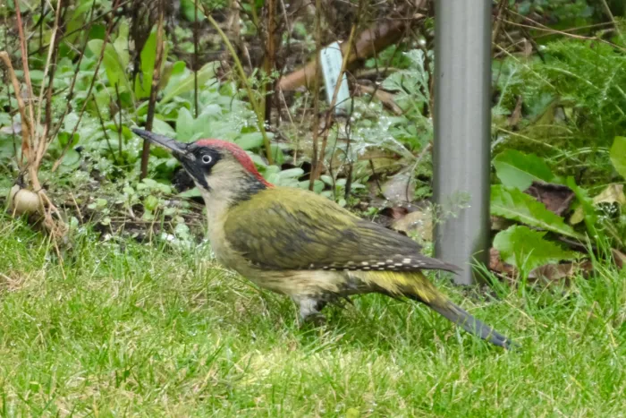 Spotted Eurasian Green Woodpecker