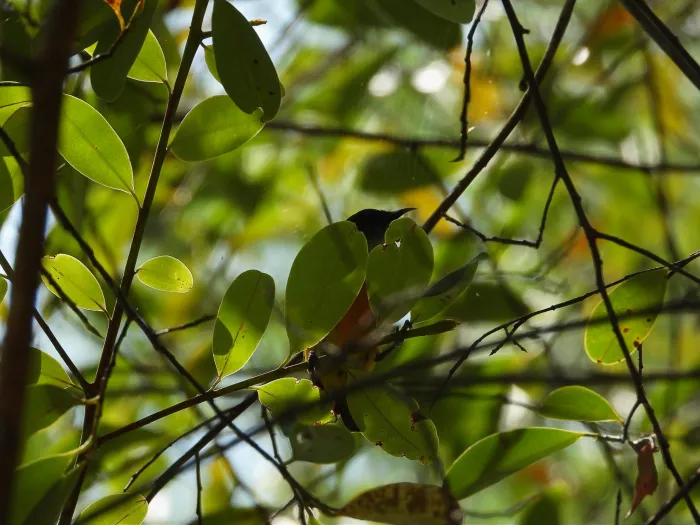 Gespotte Oranjebuikhoningvogel