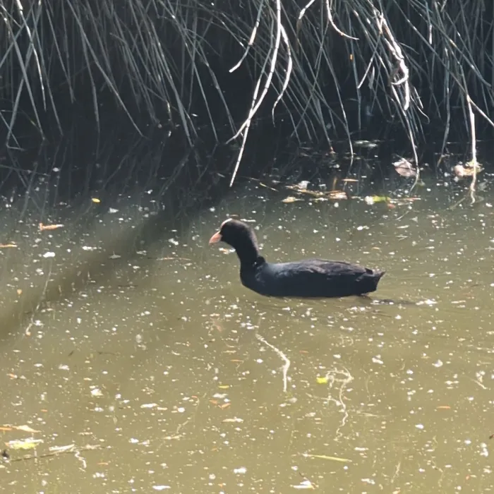 Waargenomen Meerkoet