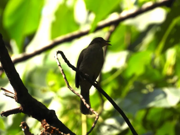 Spotted Red-eyed Bulbul