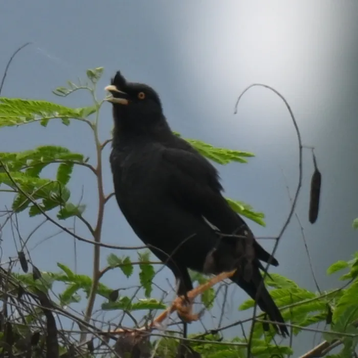Spotted Crested Myna