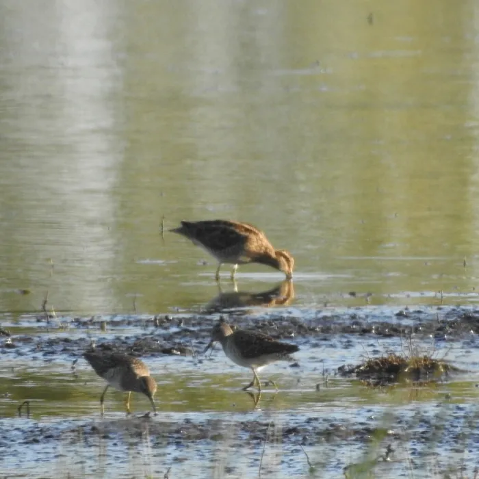Spotted Common Snipe