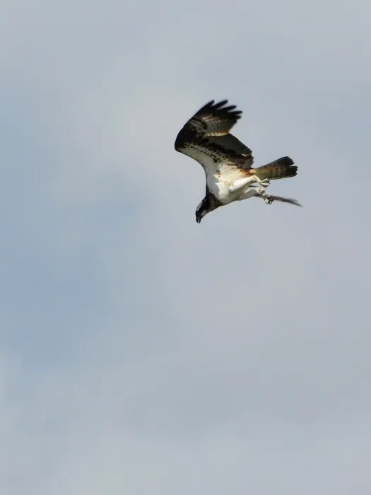 Spotted Osprey