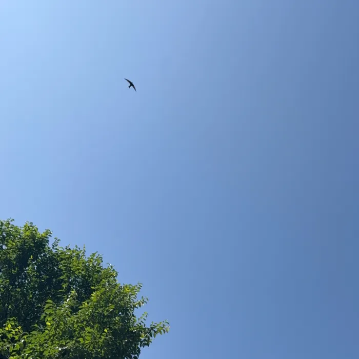 Spotted Common Swift