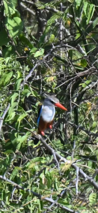 Waargenomen Grijskopijsvogel