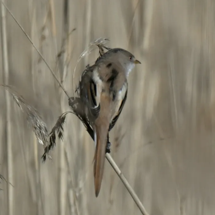 Spotted Bearded Reedling