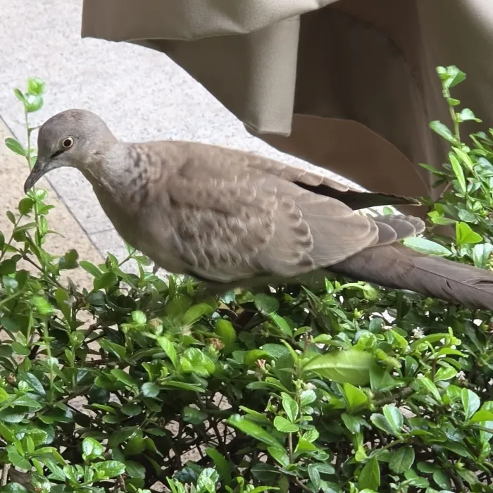 Gespotte Parelhalstortel