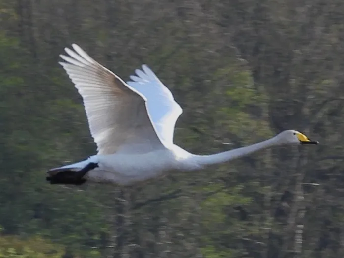 Gespotte Wilde zwaan