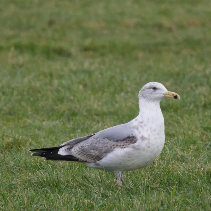 Spotted European Herring Gull