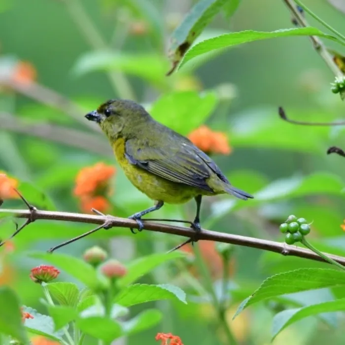 Spotted Violaceous Euphonia