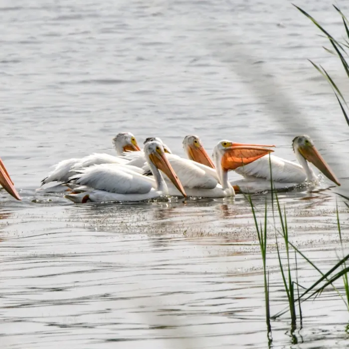 Spotted American White Pelican