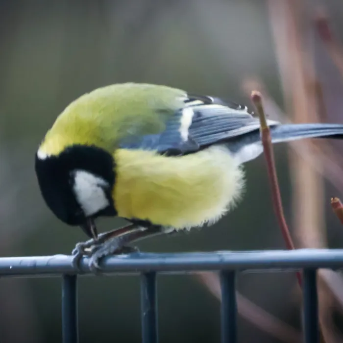 Spotted Great Tit