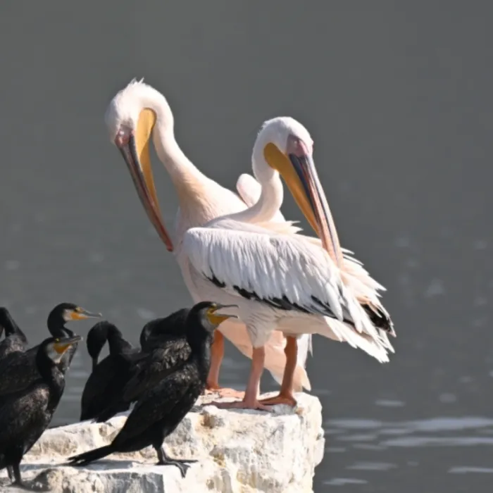 Spotted Great White Pelican