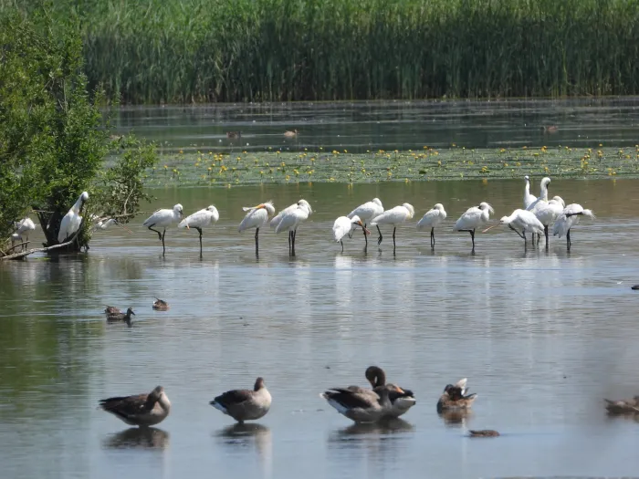 Spotted Eurasian Spoonbill