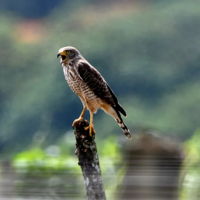 Gespotte Wegbuizerd