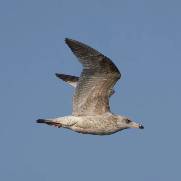 Spotted European Herring Gull