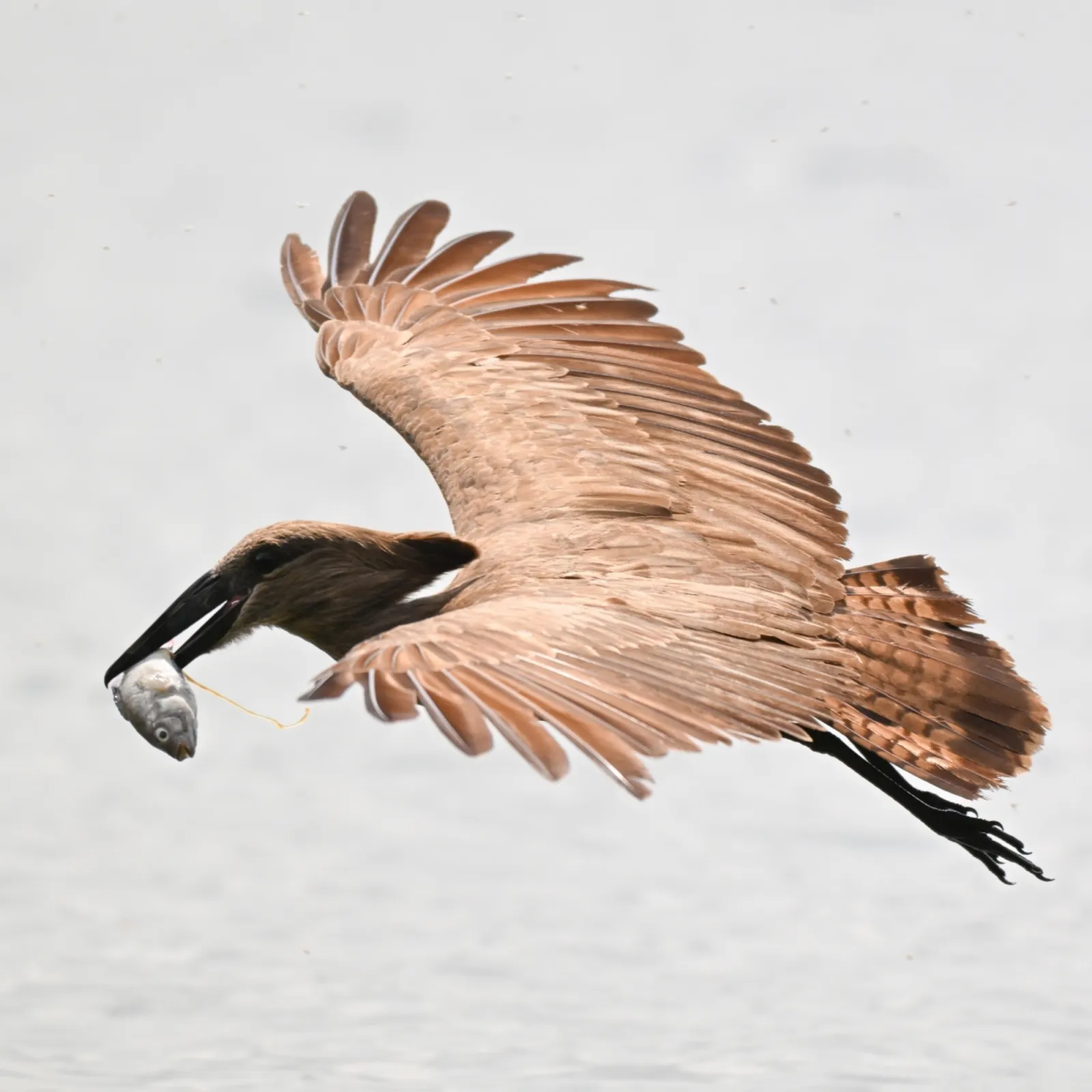 Waargenomen Hamerkop